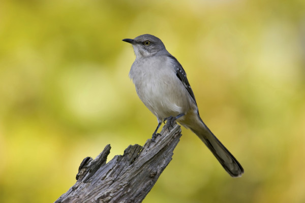 Northern Mockingbird Mimus Polyglottos Junior League Of Charleston